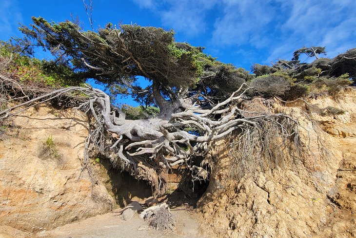 Tree of Life, Beach 2