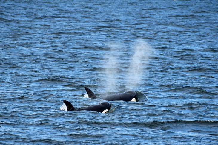 10 mejores cosas para hacer en Orcas Island, WA