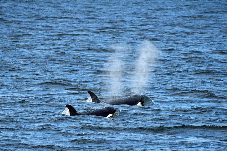 Orcas in the Salish Sea