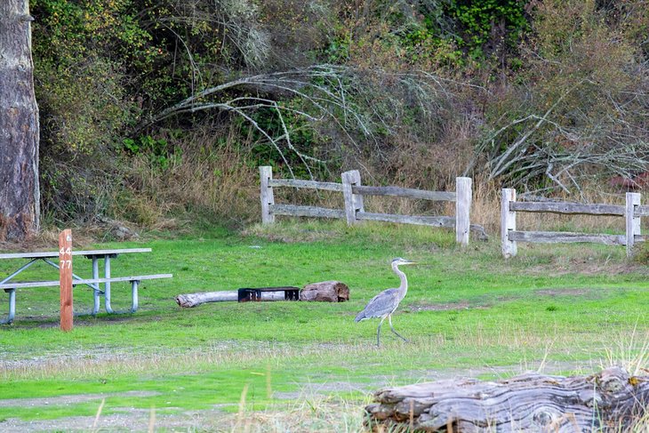 Blue heron at Spencer Spit campsite