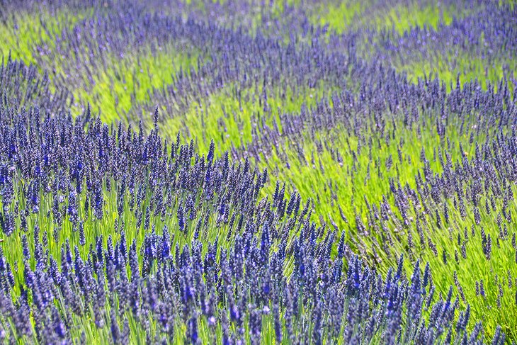 Pelindaba Lavender Farm