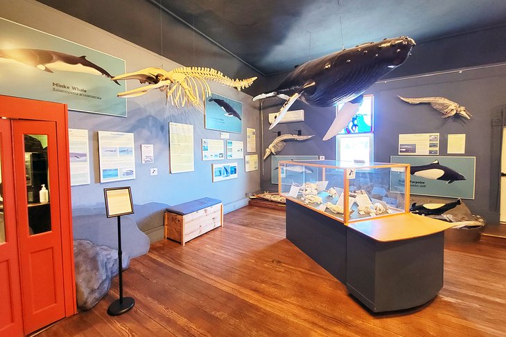 The Whale Museum