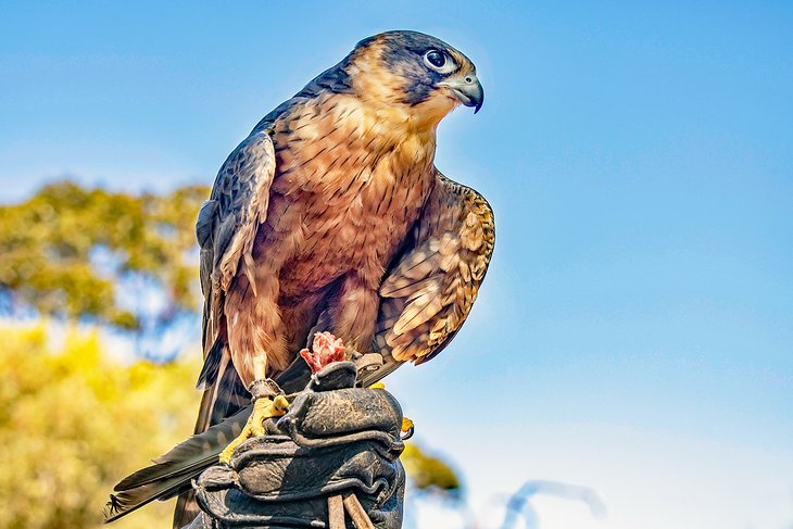 Falcon at Raptor Domain