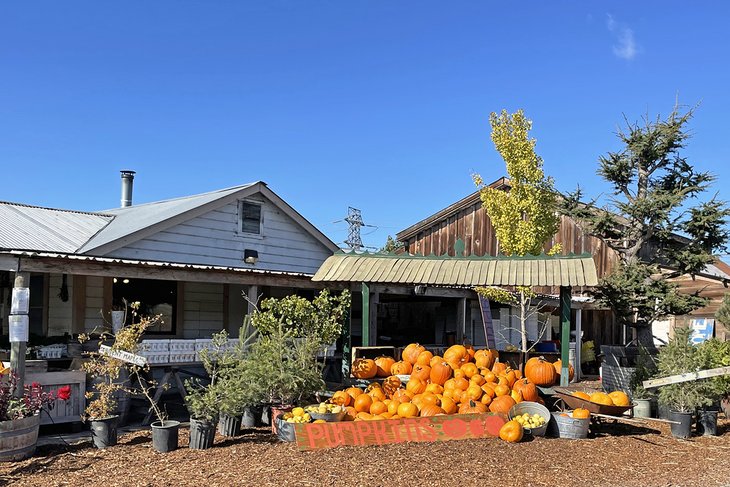 Green String Farm