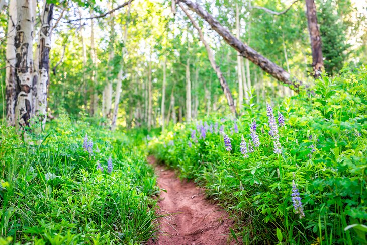 Wildflowers along Sunnyside Trail in Aspen