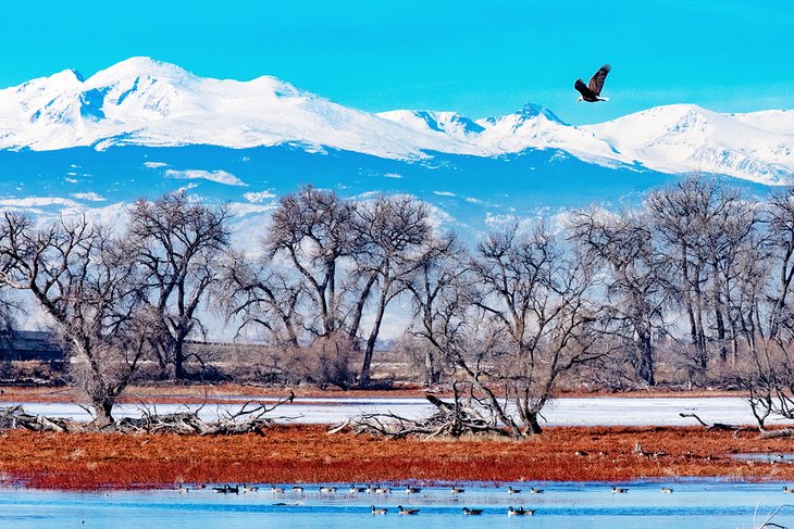 Bald eagle flying over Barr Lake State Park