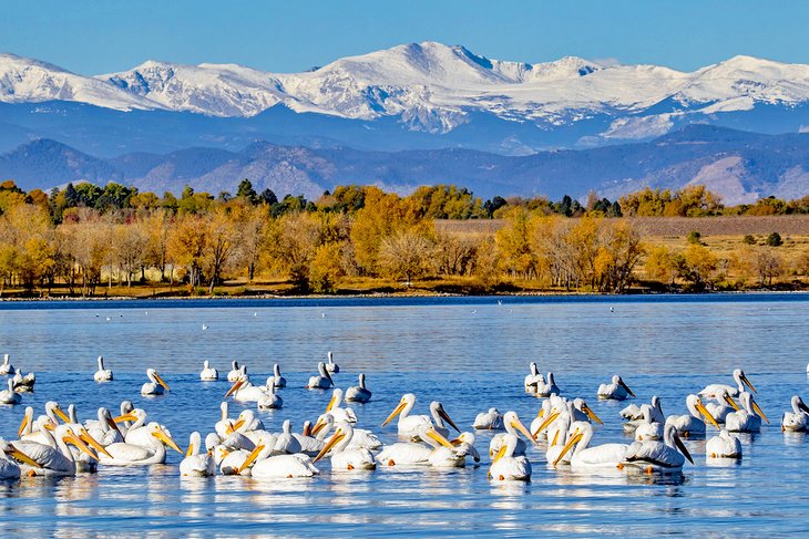 Pelicans on the Cherry Creek Reservoir