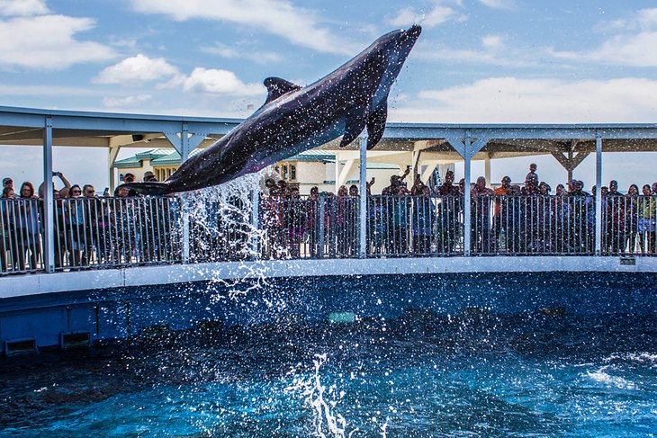 Dolphin show at Gulfarium Marine Adventure Park