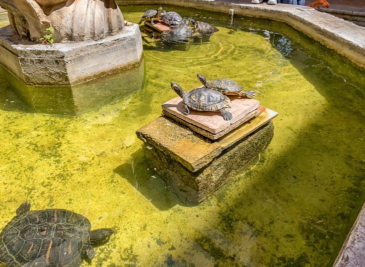 Turtles in a fountain at the Antonino Salinas Regional Archeological Museum in Palermo