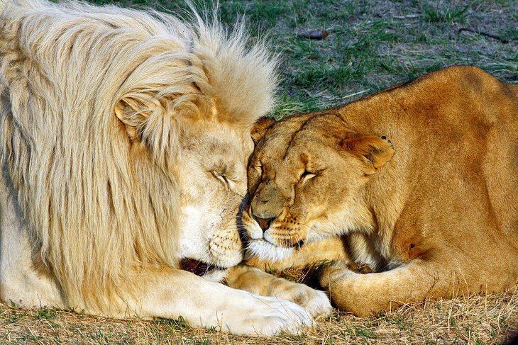 Lions sleeping at the Lion &amp; Safari Park