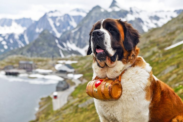 Saint Bernard in Switzerland