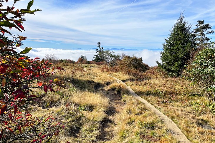 Above the clouds at the end of Andrews Bald Trail