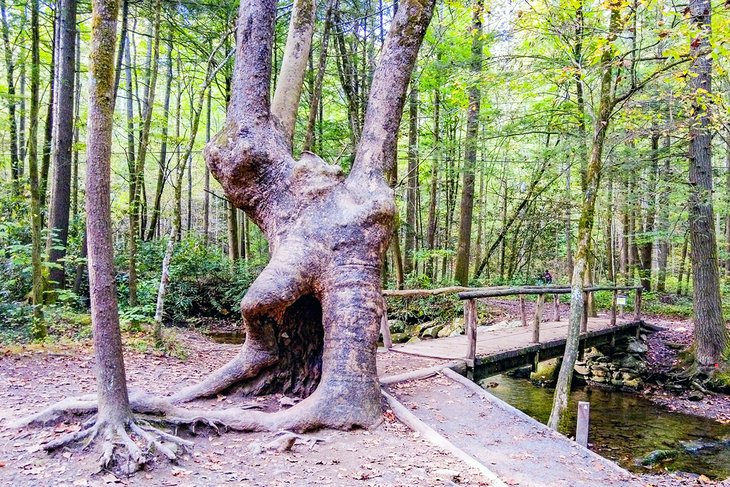 Fighting Creek Nature Trail