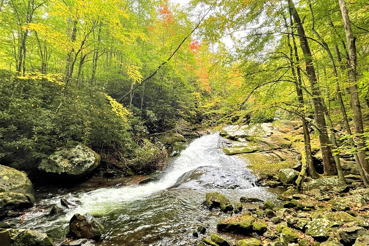 Las 16 mejores rutas de senderismo cerca de Gatlinburg, TN