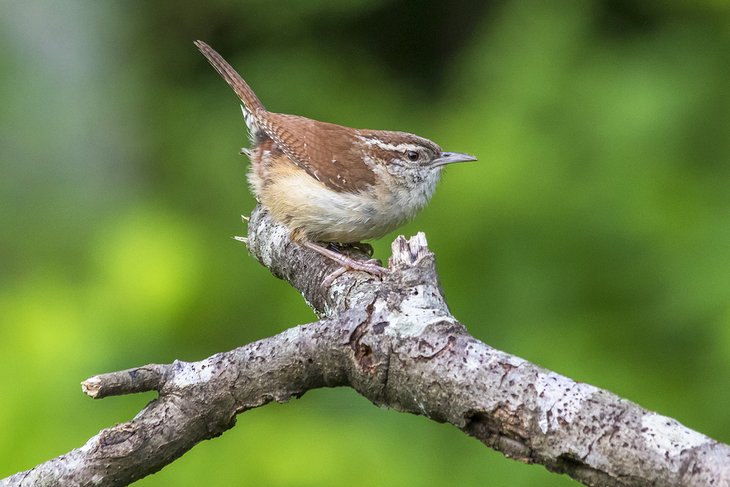 Carolina wren