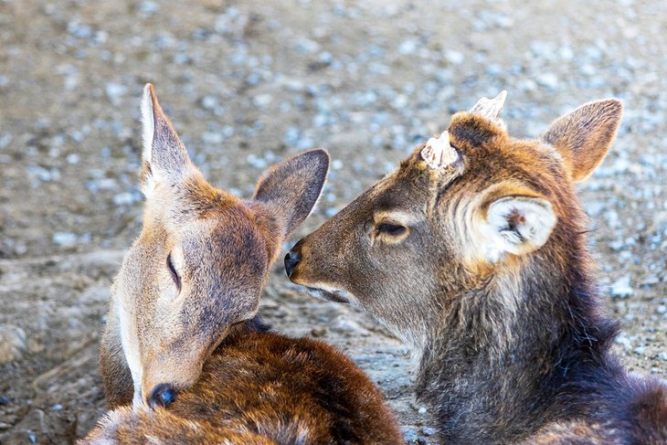 Deer at the Smoky Mountain Deer Farm and Exotic Petting Zoo