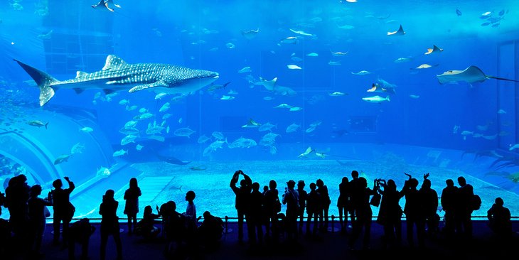 Dubai Aquarium