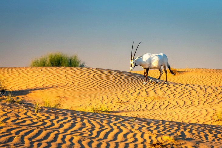 Arabian oryx in the Dubai Desert Conservation Reserve