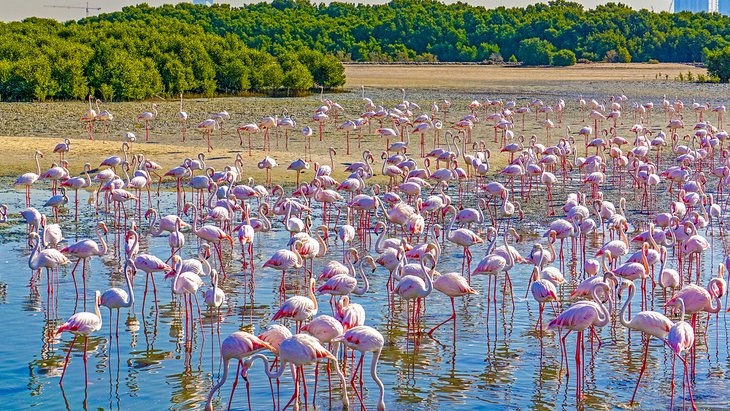 Ras Al Khor's flamingos