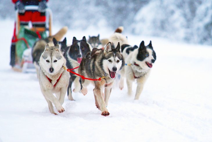 Huskies pulling a dogsled