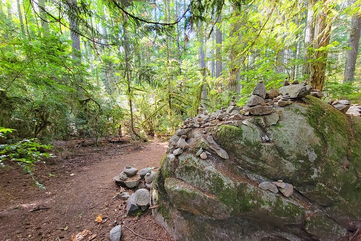 Grand Forest, Bainbridge Island