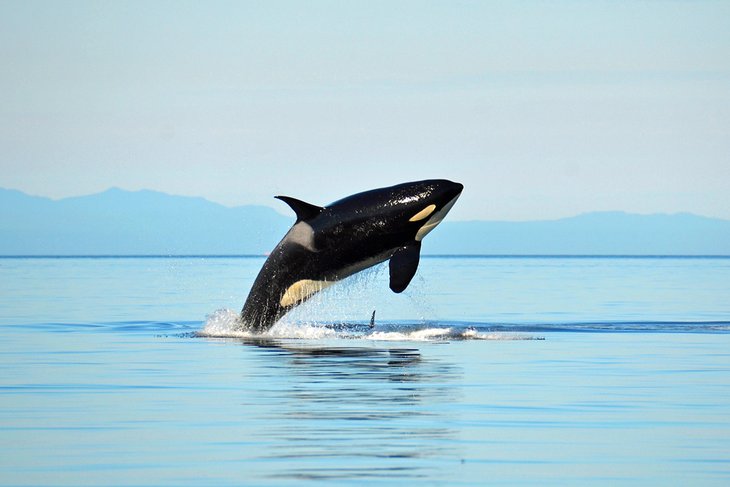 Orca breaching in the Salish Sea