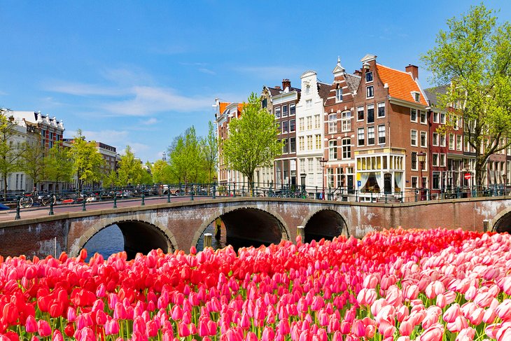 Tulipes le long d'un canal à Amsterdam