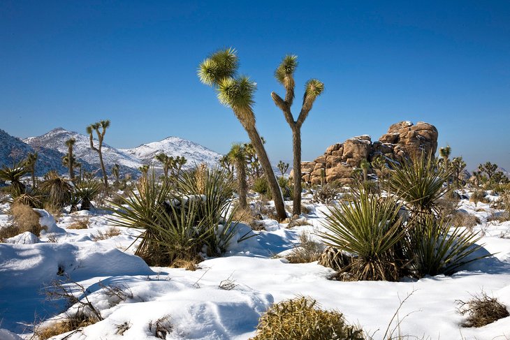 Joshua Tree National Park in the winter