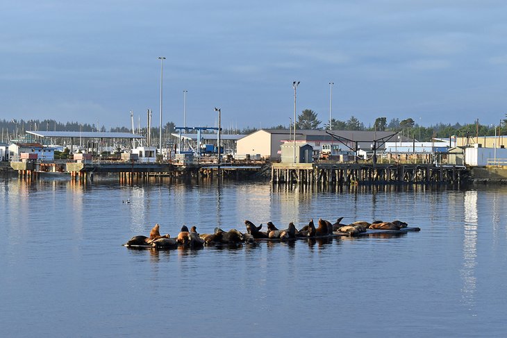 Sea lions in Crescent City Harbor
