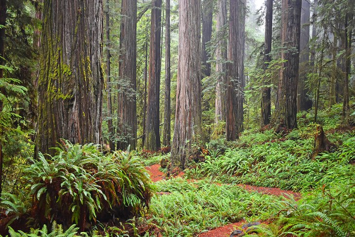 Jedediah Smith Redwoods State Park