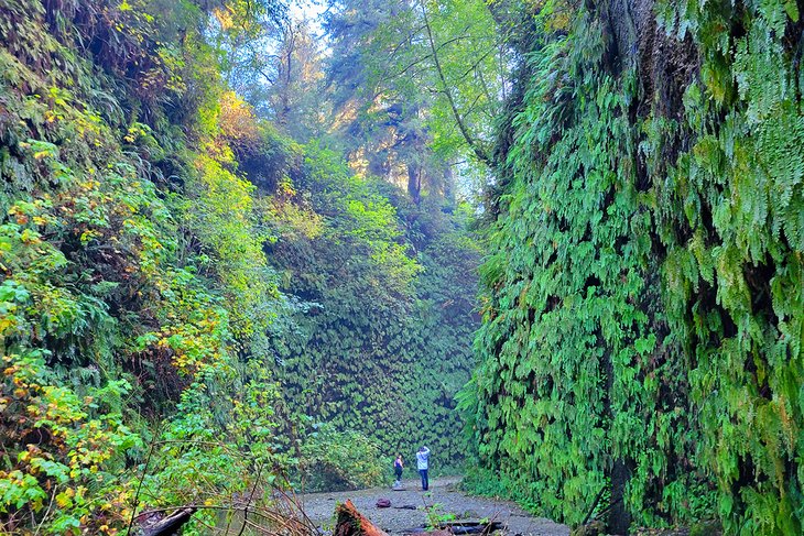 Fern Canyon, Prairie Creek Redwoods State Park