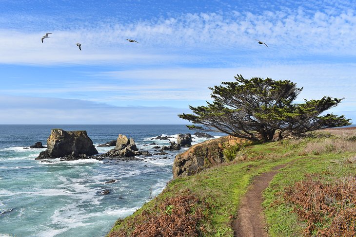 Bluff Trail, Jug Handle State Natural Reserve