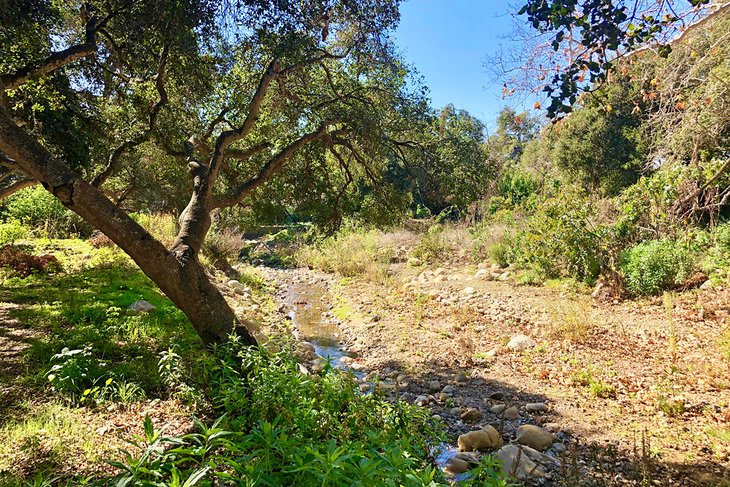 San Ysidro Creek in the Ennisbrook Preserve