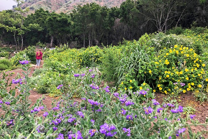 Spring wildflowers on the San Ysidro Trail