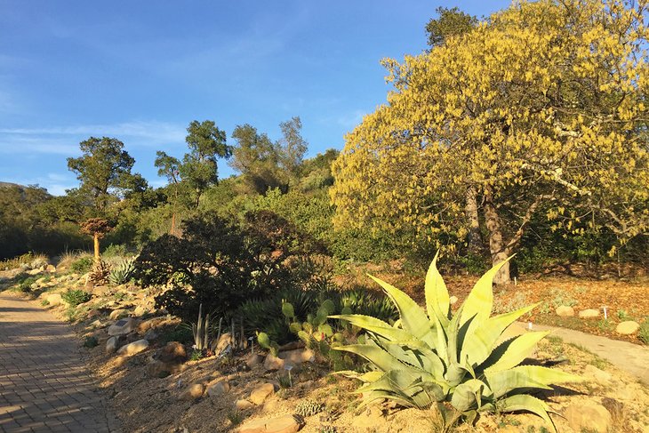 Desert plants in the Santa Barbara Botanic Garden
