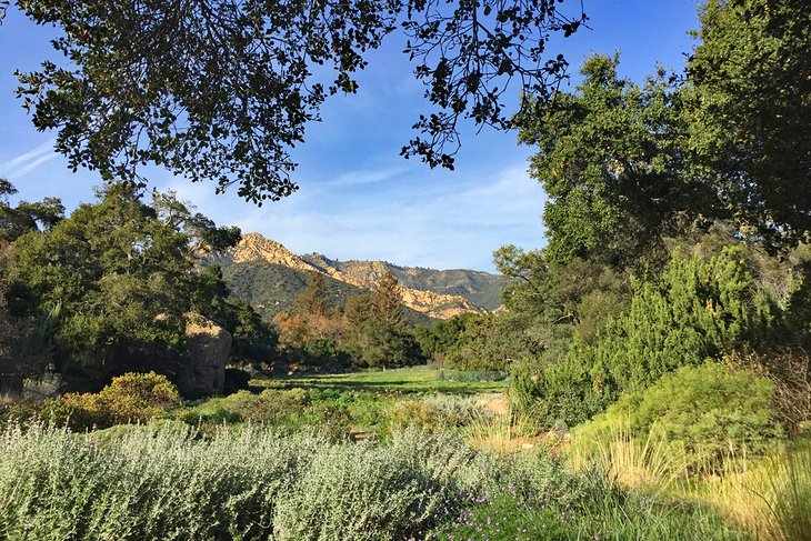 Meadow views at Santa Barbara Botanic Garden