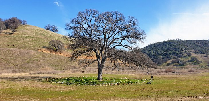 Large tree at Wilbur Hot Springs