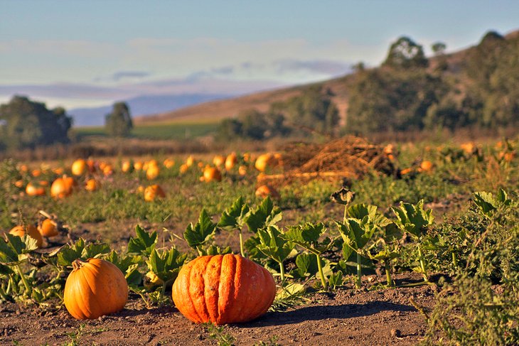 Pumpkins growing at a farm in Half Moon Bay