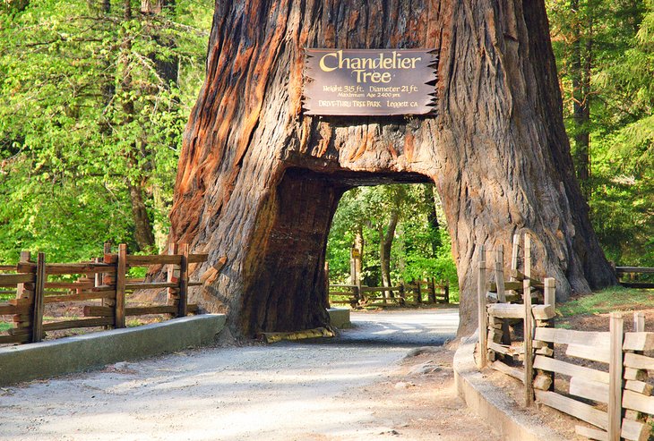 Chandelier Tree in Leggett, CA (found on the way to Redwood National and State Parks)