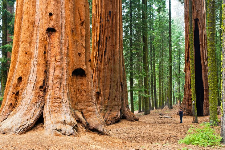 Giant redwoods in Sequoia National Park