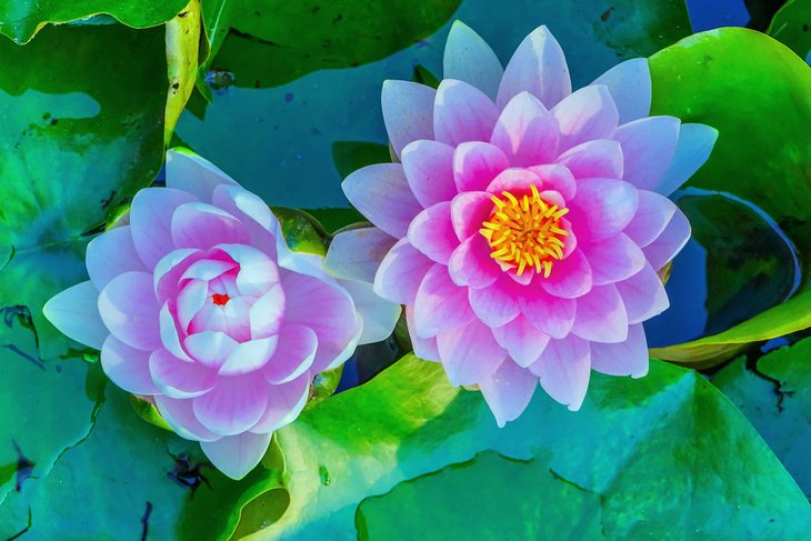 Water lilies at the VanDusen Botanical Garden