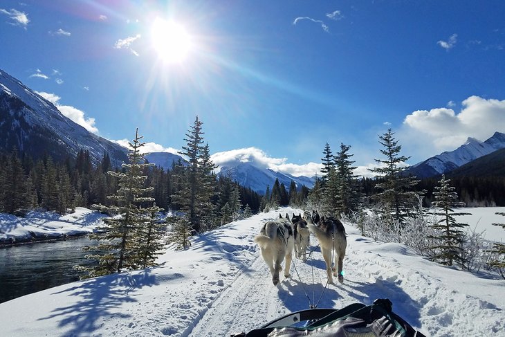 Dog sledding in Banff