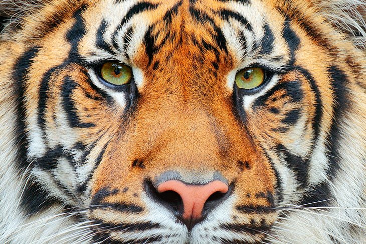 Close-up portrait of a tiger