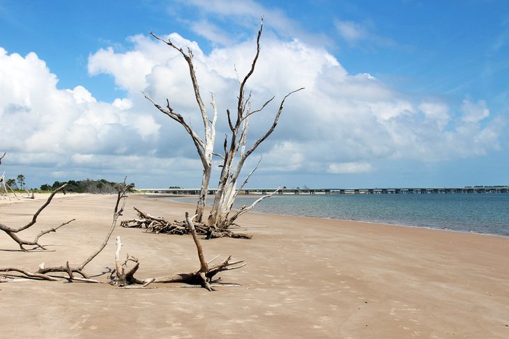 Driftwood on the beach on Big Talbot Island State Park