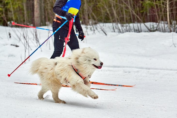 Dog skijoring