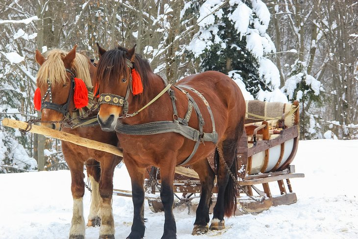 Horse-Drawn Sleigh