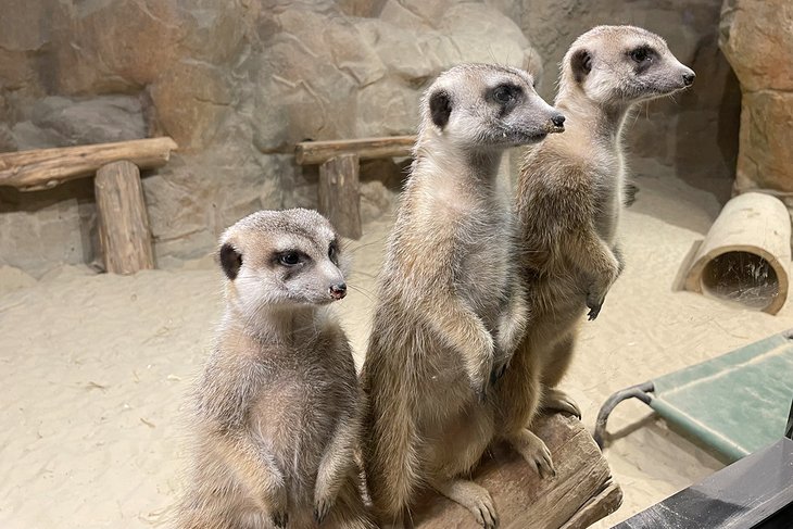 Meerkats at the Chattanooga Zoo