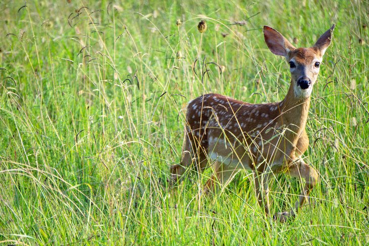 Fawn in Long Hunter State Park