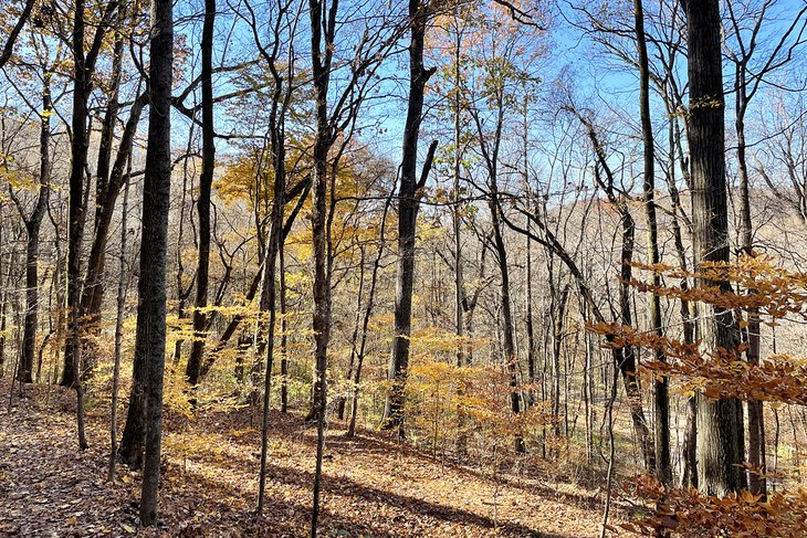 Mossy Ridge Trail