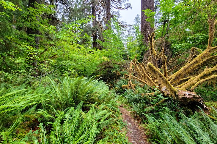 Hoh River Trail